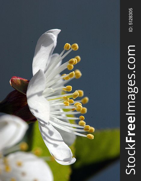 Cherry-tree blooming, flower.  Spring. Cherry-tree blooming, flower.  Spring.