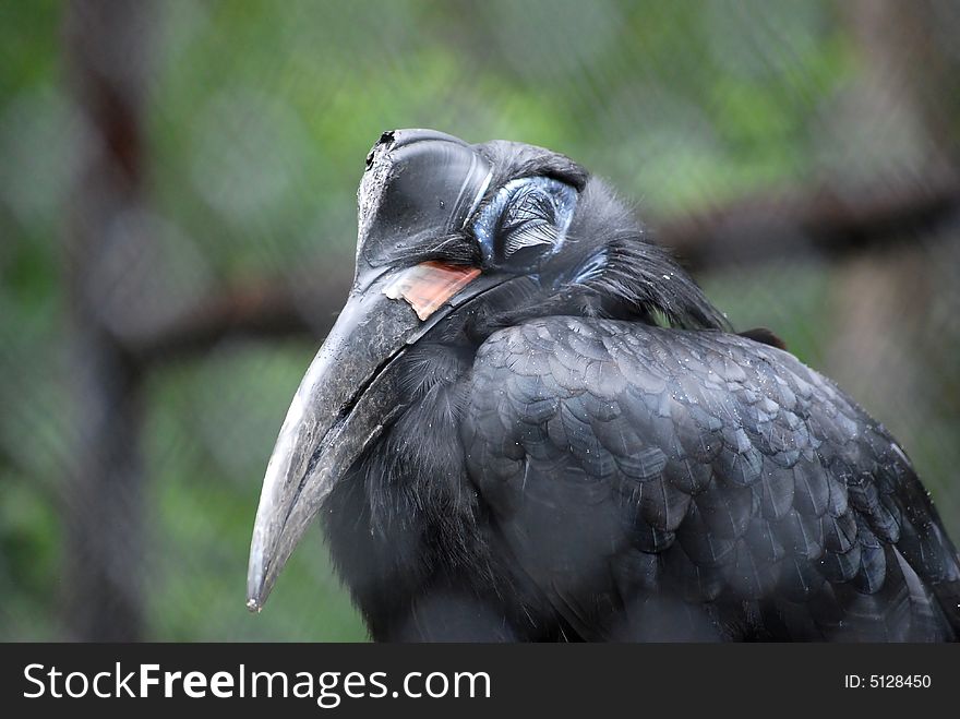 Sleeping bird - raven in bondage. Sleeping bird - raven in bondage