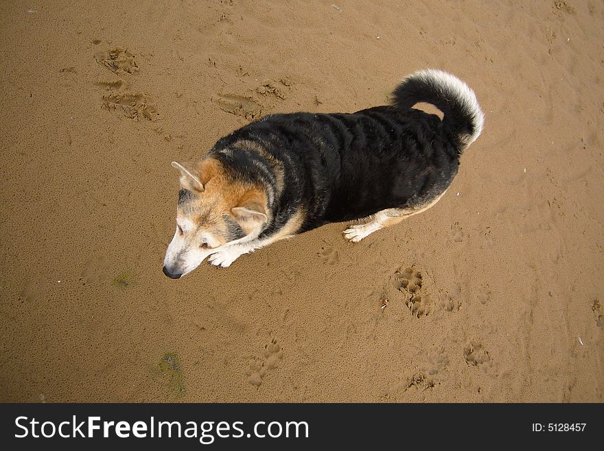 Black dog at the sand beach