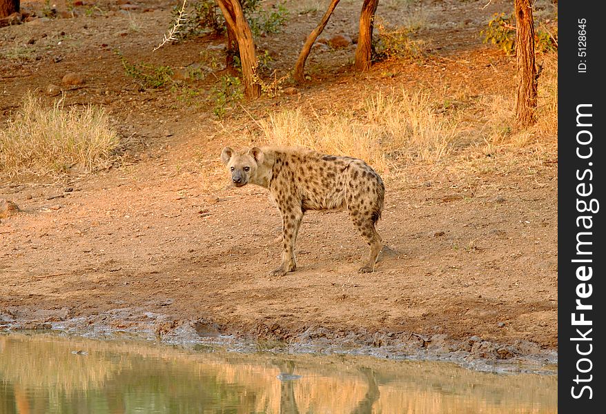 Hyena at the water hole at dawn - Mkuze game reserve. Hyena at the water hole at dawn - Mkuze game reserve