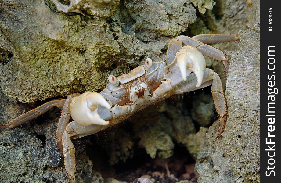 A crab hiding under a coral rock - the picers are raised in defense.  the sensory hairs covering the underside of its body can be seen. A crab hiding under a coral rock - the picers are raised in defense.  the sensory hairs covering the underside of its body can be seen