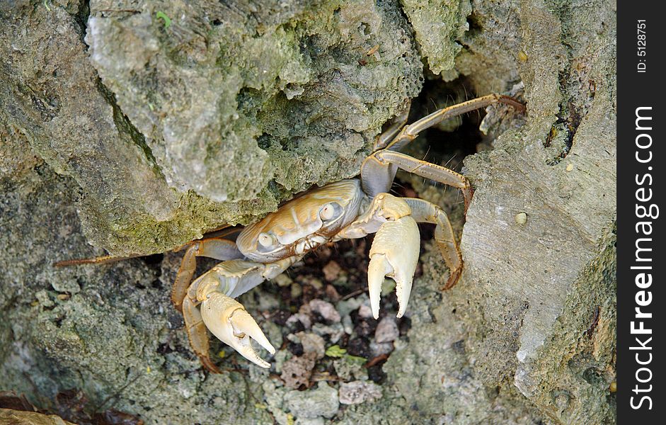 A crab hiding under a coral rock - the picers are raised in defense.  the sensory hairs covering the underside of its body can be seen. A crab hiding under a coral rock - the picers are raised in defense.  the sensory hairs covering the underside of its body can be seen