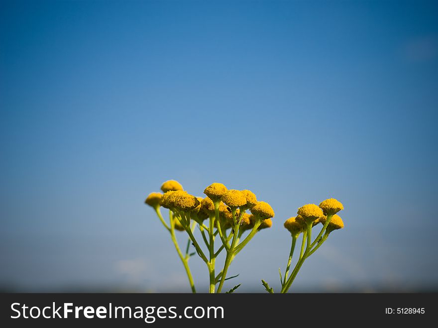 Yellow unknown flowers with nice blue background sky.