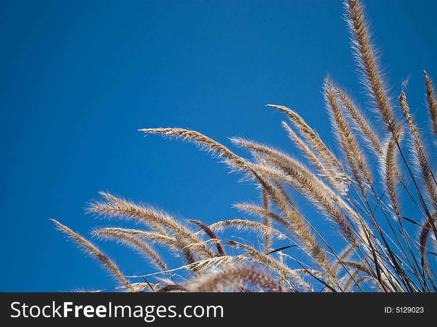 High growing grass with blue background. High growing grass with blue background.