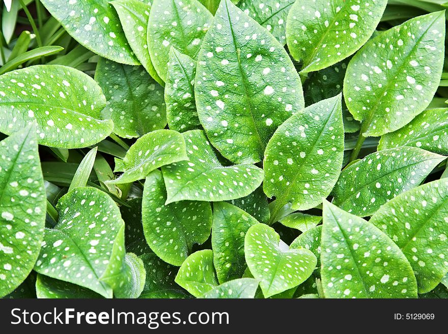 Spotted Leaves Foliage