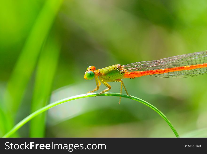 The dragonfly in a grasses .wating for the food . The dragonfly in a grasses .wating for the food .