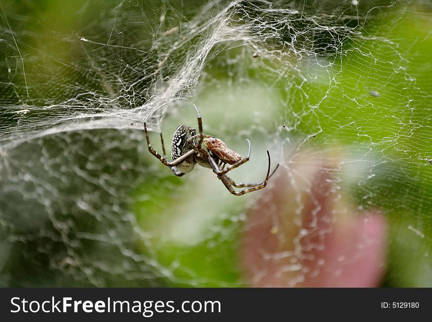 Spider with prey in its web - baby spiders can be seen climbing on the web