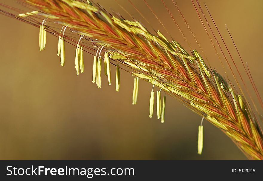 Through hirmil hills, lebanon, pointing at a wheat stem ... although a simple humble plant, yet another miracle of nature. Through hirmil hills, lebanon, pointing at a wheat stem ... although a simple humble plant, yet another miracle of nature