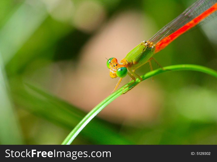 The dragonfly in a grasses .wating for the food . The dragonfly in a grasses .wating for the food .