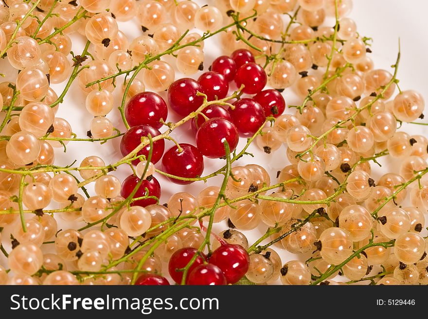 Fruit series: red and white currant on the white