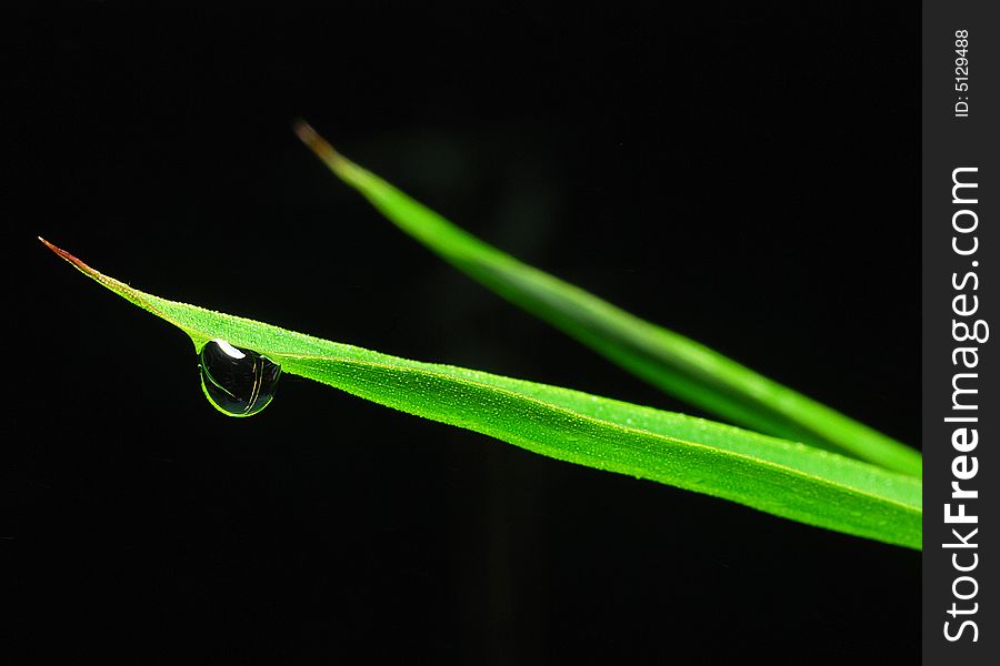 Morning dew on a green leaf with black background