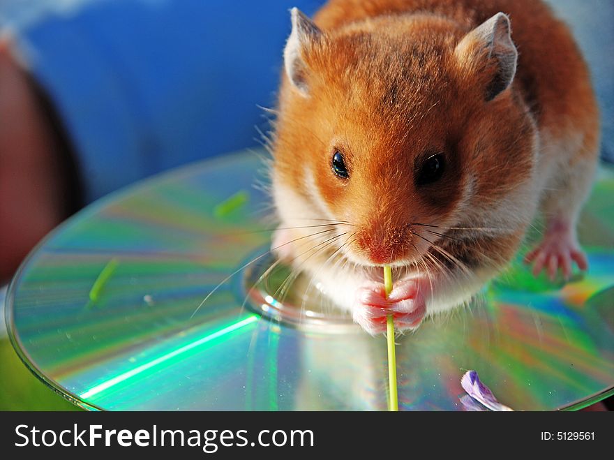 Hamster is favourite by children animal.