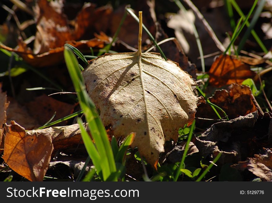 Yellow autumn leaf on the ground