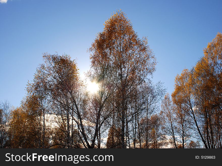 Through Leaves