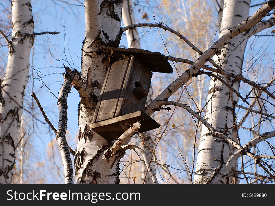 The old thrown starling house on a birch. The old thrown starling house on a birch