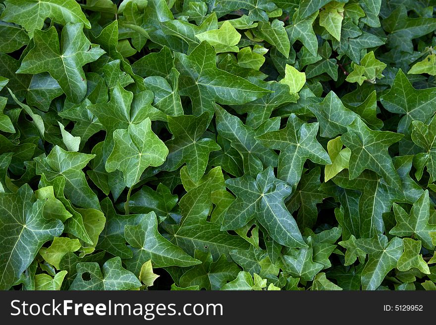 Green background made of little ivy leaves