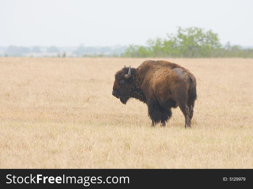 American Bison Grazing