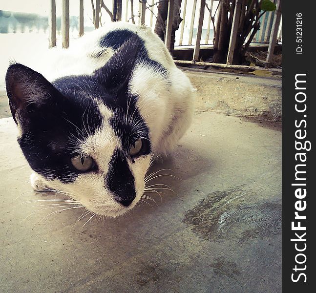 Cat giving pose. Cute cat black and white