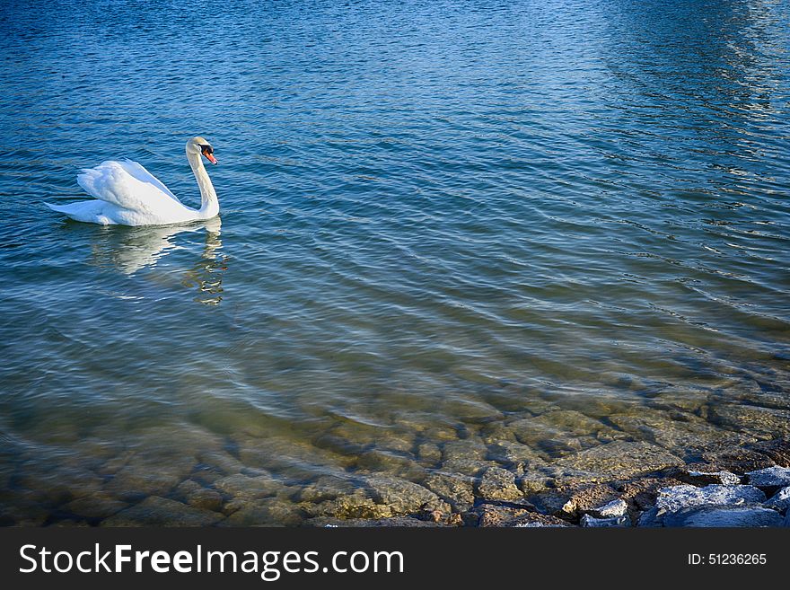 Swimming swan in the lake