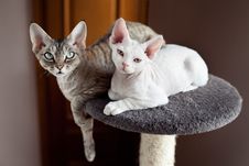Beautiful Cats Are Sitting On The Scratching Post Royalty Free Stock Images Beautiful Cats Are Sitting On The Scratching Post Royalty Free Stock Images