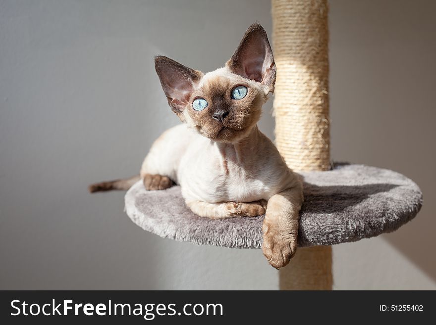 Beautiful Kitten Is Sitting On The Scratching Post And Enjoying The Warmth Of Sunlight.