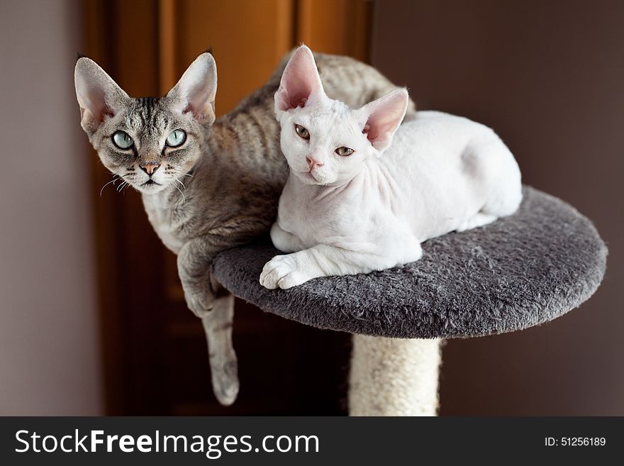 Beautiful cats are sitting on the scratching post