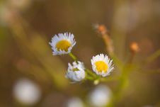 Chamomile Royalty Free Stock Images Chamomile Royalty Free Stock Images