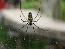 Big Yellow Spider Royalty Free Stock Image Big Yellow Spider Royalty Free Stock Image