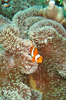Nemo The Clownfish Stock Photos Nemo The Clownfish Stock Photos