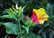 Indian Jasmine Stock Images