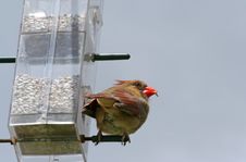 Free Perching Bird. Stock Images - 5131774