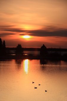 Ducks At Sunset Royalty Free Stock Photo Ducks At Sunset Royalty Free Stock Photo