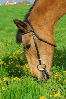 Horse Eating Grass Royalty Free Stock Image
