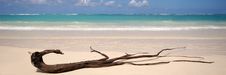 Exotic Beach And Driftwood Stock Images Exotic Beach And Driftwood Stock Images