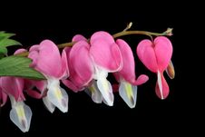 Dicentra Spectabilis. Royalty Free Stock Image