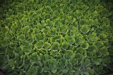 Green Cabbage Stock Photography