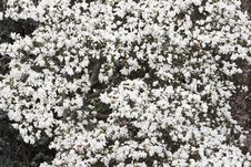 Blossoms Of Magnolia Tree Stock Images Blossoms Of Magnolia Tree Stock Images