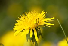 Dandelion Flower Royalty Free Stock Photography Dandelion Flower Royalty Free Stock Photography