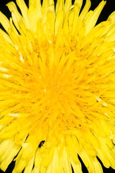 Dandelion Flower Stock Photos Dandelion Flower Stock Photos