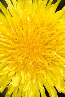 Dandelion Flower Royalty Free Stock Photo Dandelion Flower Royalty Free Stock Photo