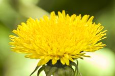 Dandelion Flower Stock Photo Dandelion Flower Stock Photo