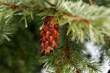 Icy Pinecone Stock Photo Icy Pinecone Stock Photo