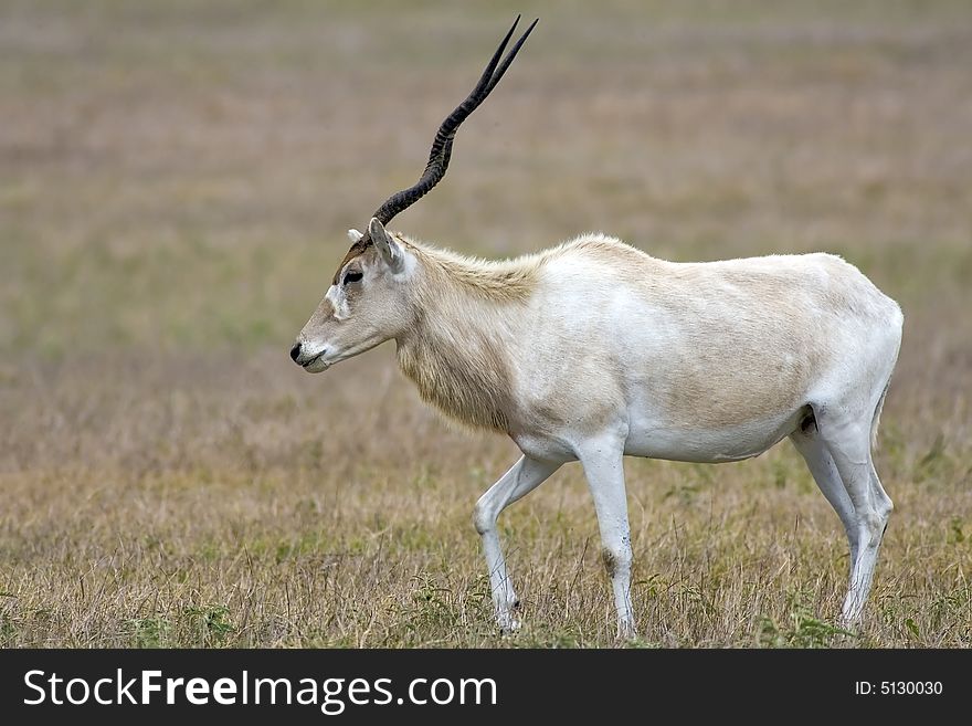 An Antelope grazing in a pasture on grass. An Antelope grazing in a pasture on grass