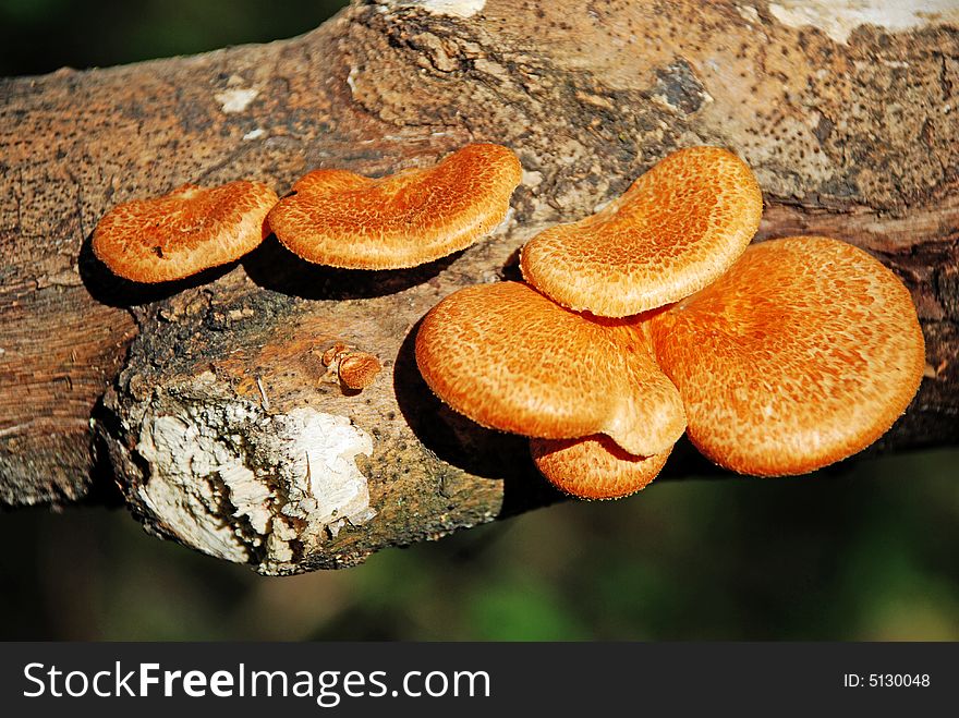 On the roots of living trees and on uokhshykh trunks it is possible often to see mushrooms-vermin.