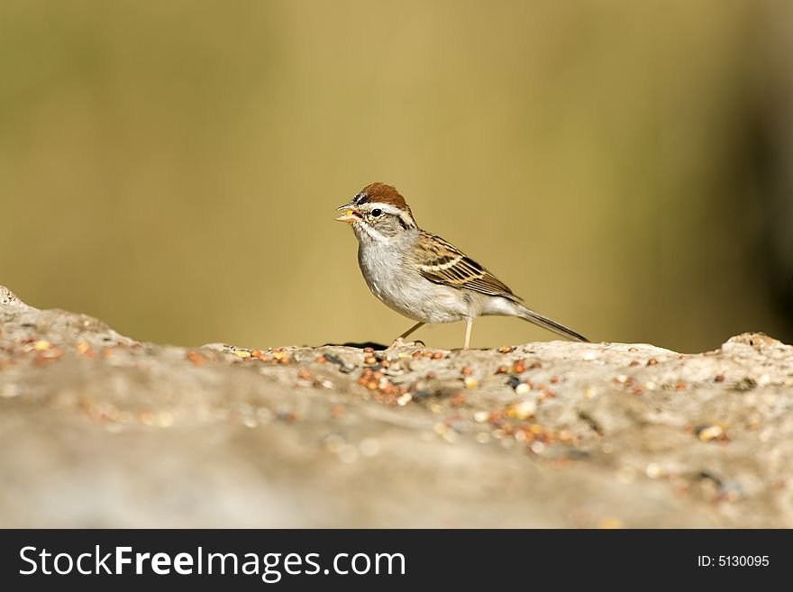 A Chipping Sparrow feeding on seeds placed on a rock