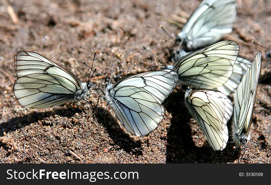 Congestion of butterflies on sand removed close
