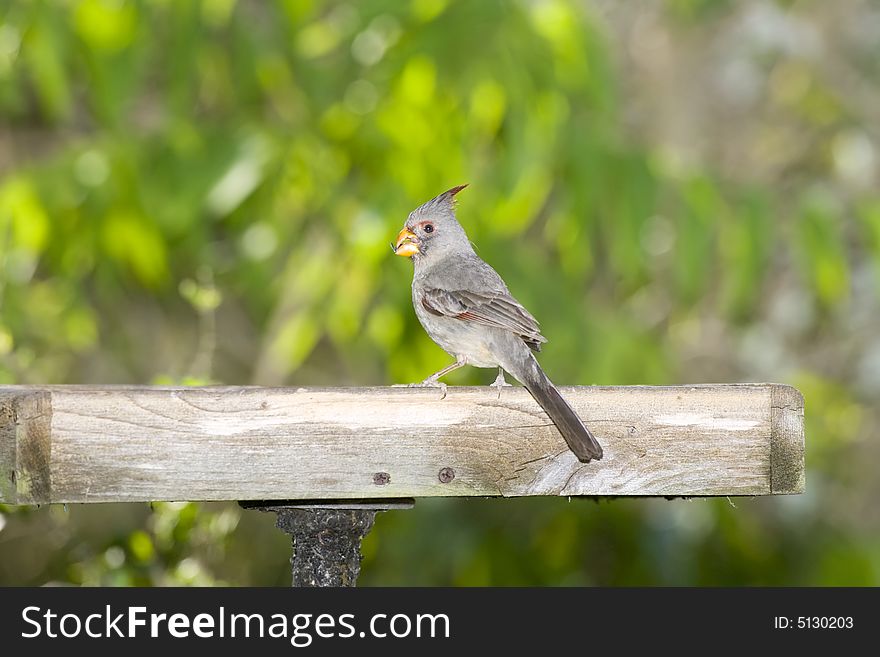 A female Pyrrholoxia eating seeds from a platform feeder