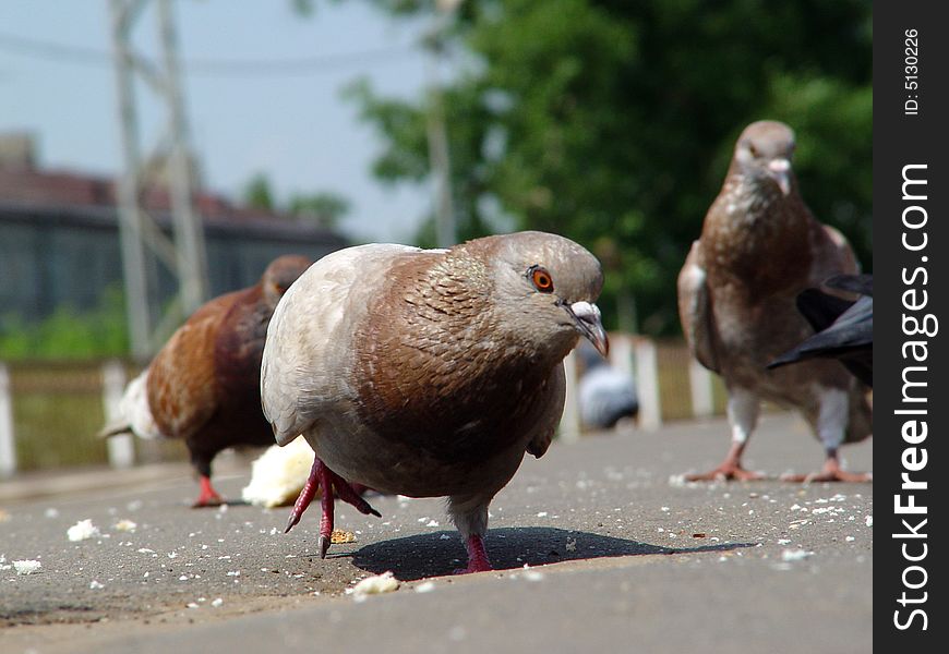 Pigeon against other pigeons pecking bread