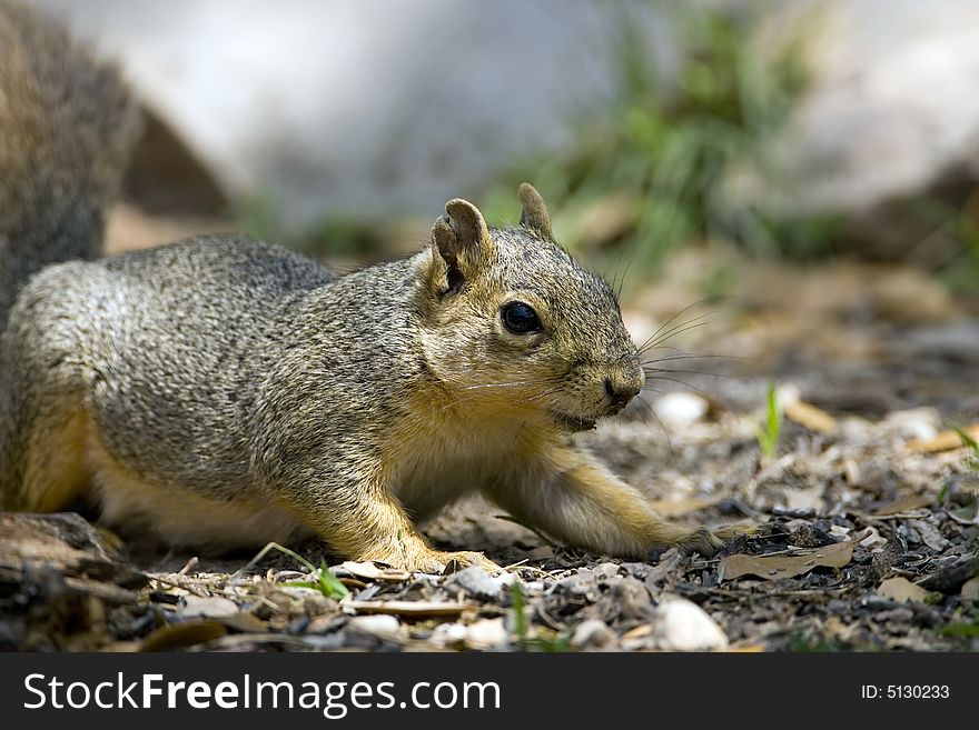 A Gray Squirrel foraging on the forrest floor for food