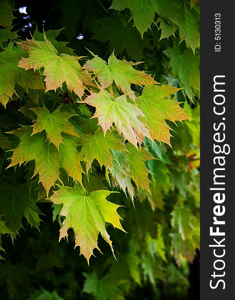 Background from fresh young spring leaves of a maple. Background from fresh young spring leaves of a maple